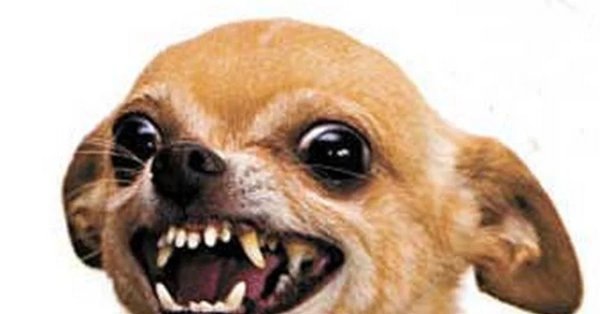 Собака рычит Мем
