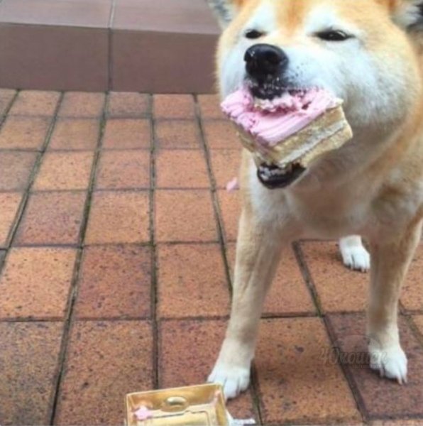 Сиба ину ебитес