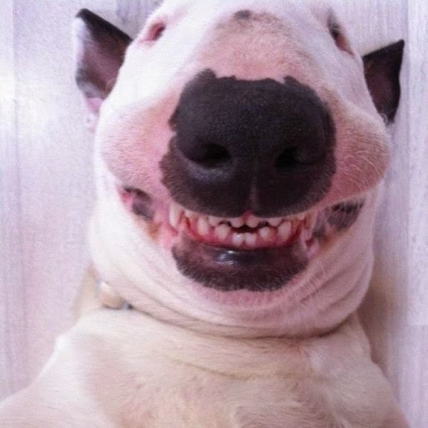 Собака улыбака бультерьер