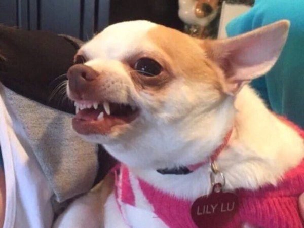 Чихуахуа Хуа злая