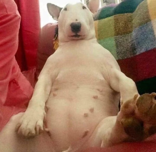 Бритый бультерьер