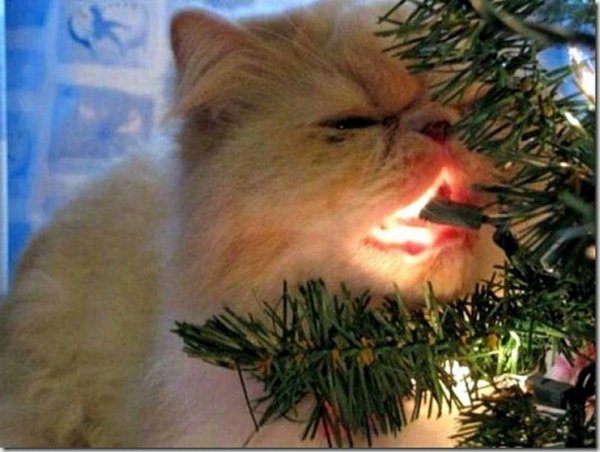 Кот и елка