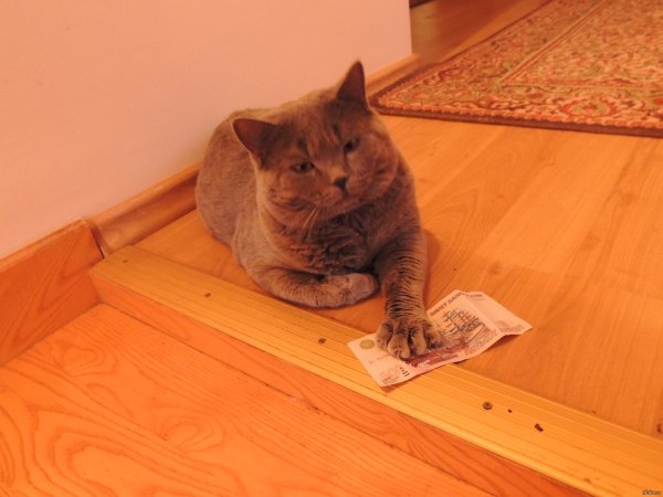 У кота деньги клянчишь