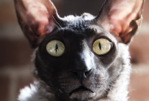 Корниш рекс грузин