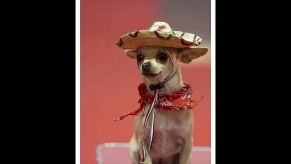 Буэнос Диас собака