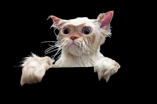 Кот без фона