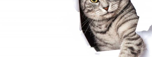 Презентация про кошек