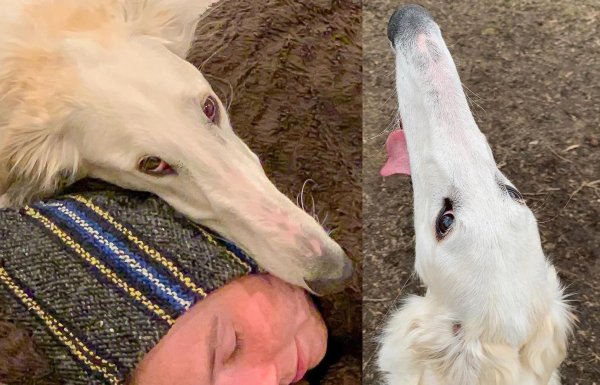 Русская псовая борзая Эрис