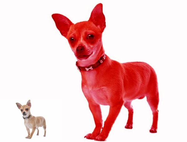 Красная собака на белом фоне