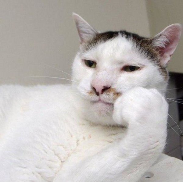 Узкоглазые кошки