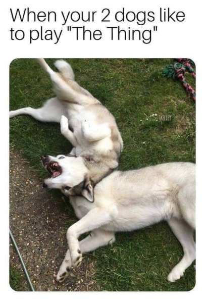 2 Собаки Мем