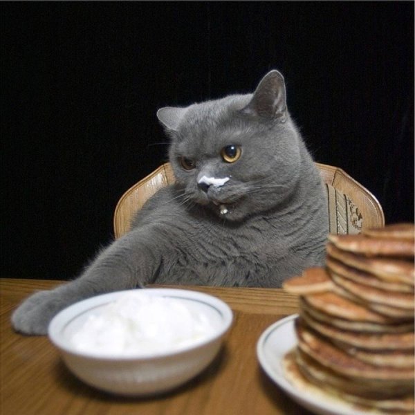Кот в сметане