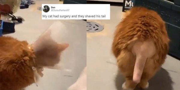 Побритый кот