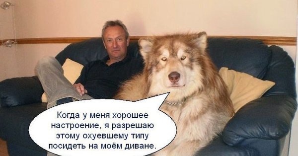 Маламут мемы