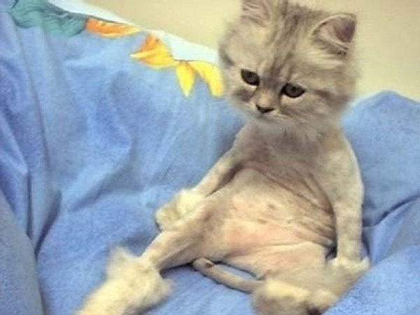 Кота побрили налысо
