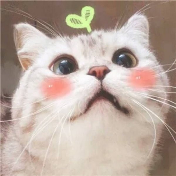 Котик с розовыми щечками