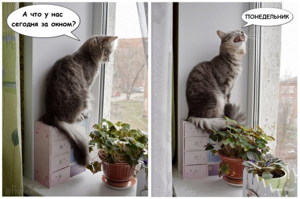 Доброго понедельника котики