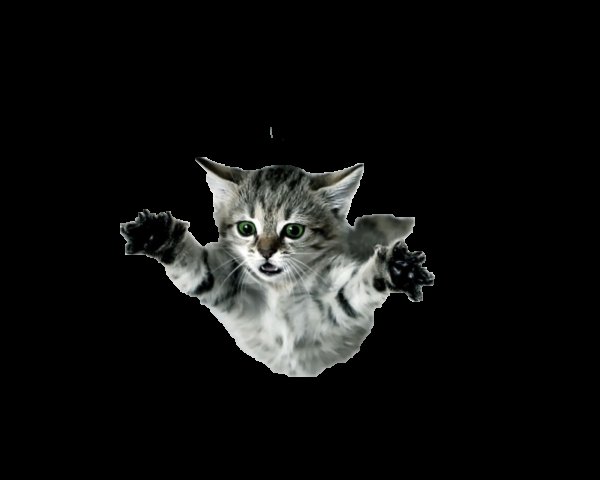 Котенок на прозрачном фоне