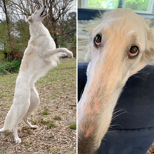 Русская псовая борзая с длинным носом