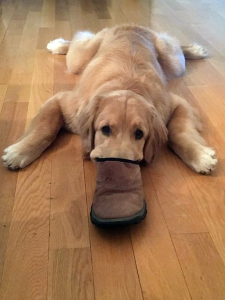 Щенок в тапке