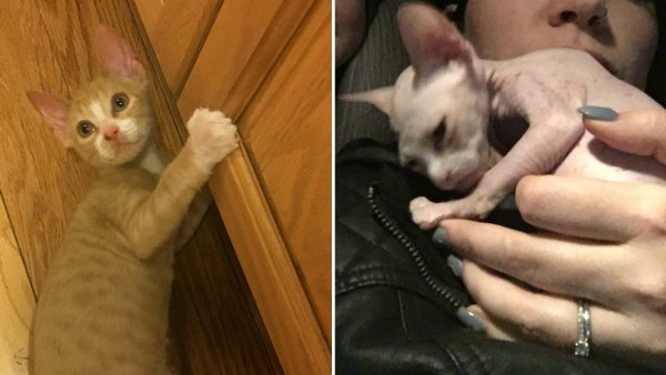 Бритый налысо котенок