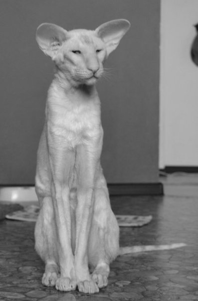 Ориентальный кот грузин