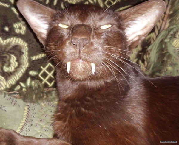 Саблезубый Ориентал