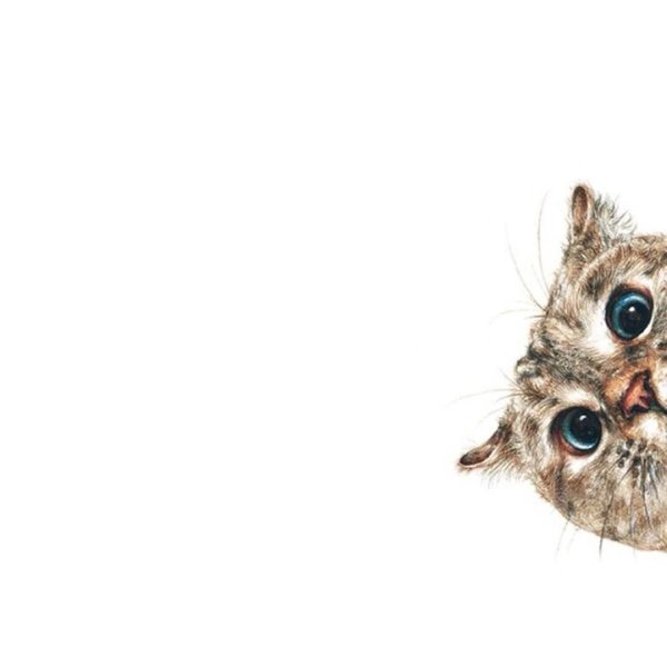 Котик выглядывает из угла