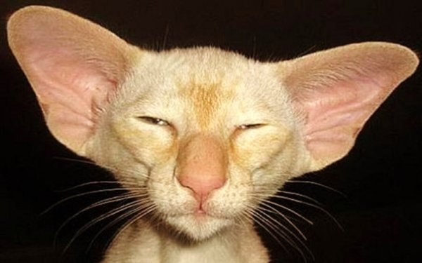 Кот с узкими глазами