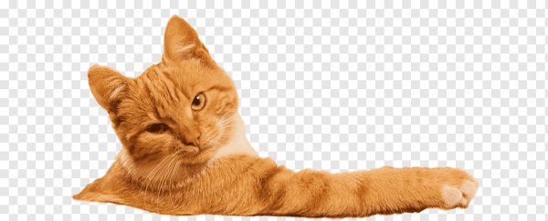 Рыжий котик на белом фоне