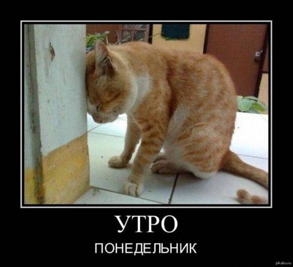Понедельник день тяжелый кот