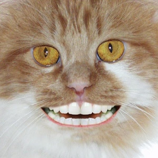 Кошка с человеческими зубами