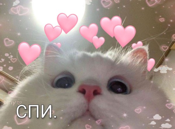 Лый котик с сердечками