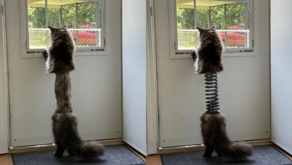 Длинный кот