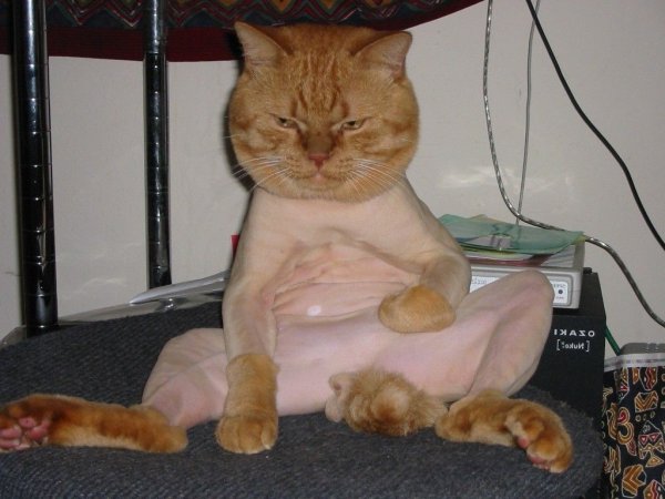 Подстриженный рыжий кот