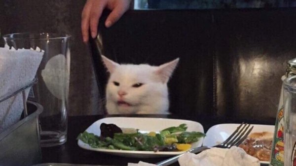 Кот за столом