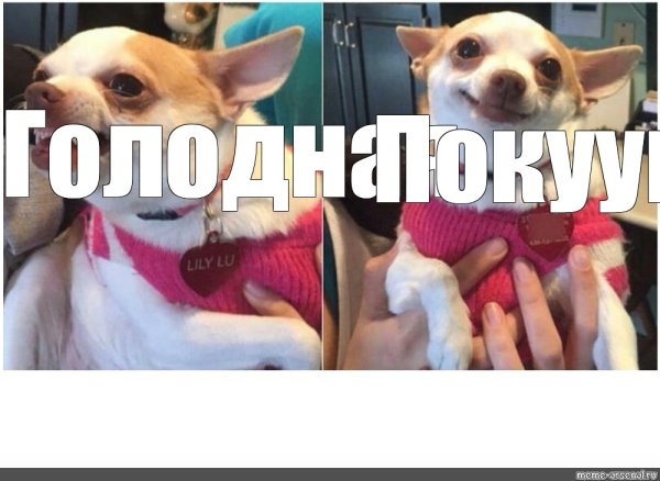 Голодная покушала Мем собакк