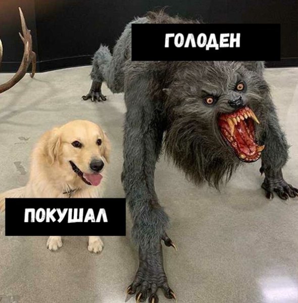 Голодный покушал