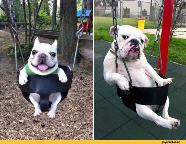 Собака качается