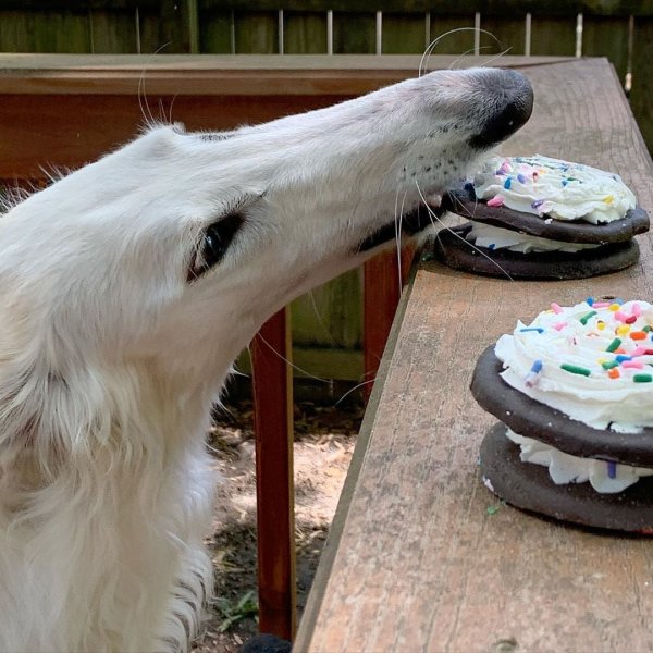 Русская борзая Эрис