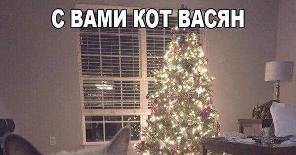 Кот и елка Мем