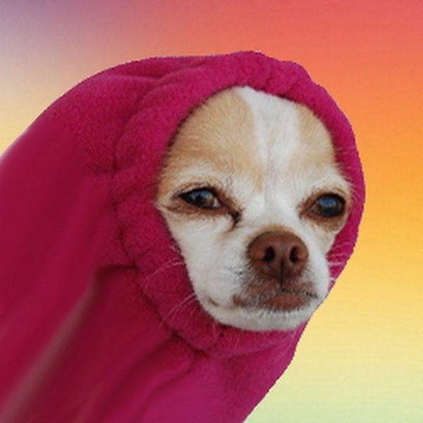 Кофта для собаки