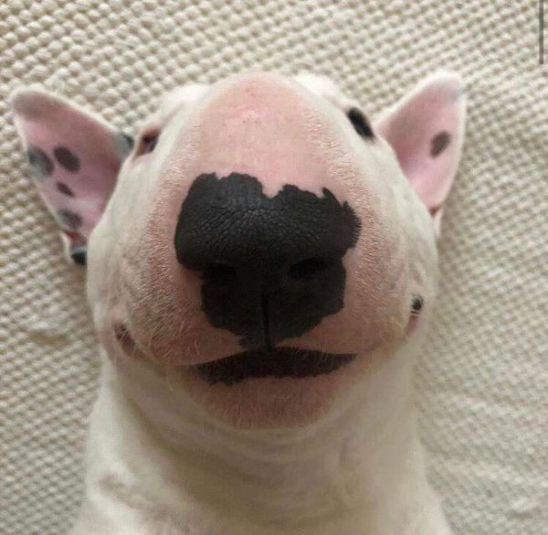 Бультерьер смешной