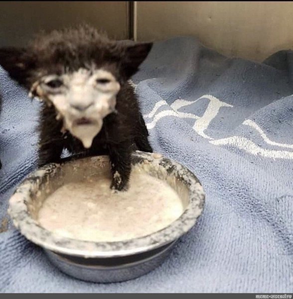 Кот в каше