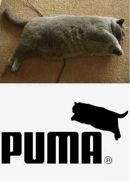 Толстый кот Мем