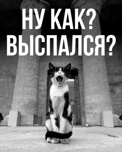 Опять понедельник кот