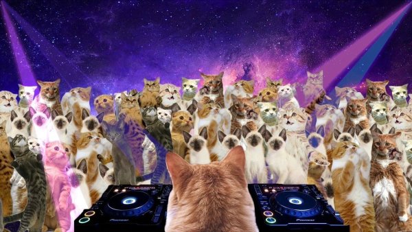 Тусовка кошек