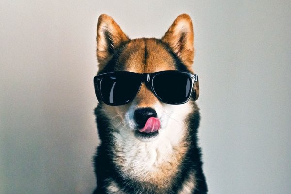 Крутая собака в очках