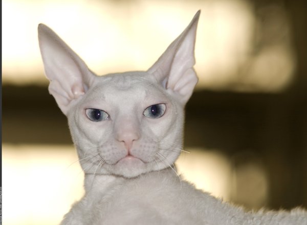 Ориентал корни шоекс