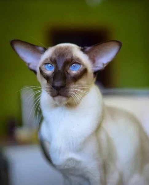 Сиамский ориентальный кот